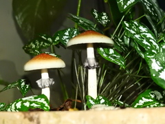 Psilocybe cubensis