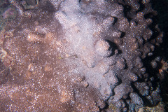 Plesiastrea versipora
