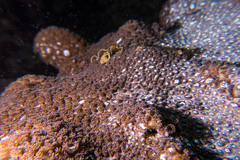 Plesiastrea versipora
