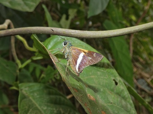 Niconiades yoka