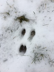 Sylvilagus floridanus