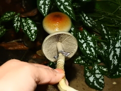 Psilocybe cubensis
