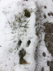 Sylvilagus floridanus