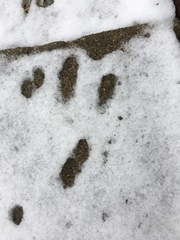 Sylvilagus floridanus