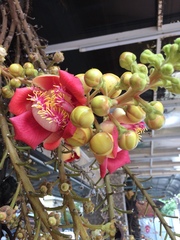 Couroupita guianensis