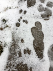 Sylvilagus floridanus