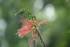 Calliandra houstoniana calothyrsus