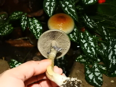 Psilocybe cubensis