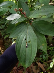 Miconia nervosa