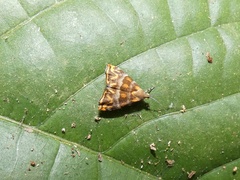 Ornarantia ophiodesma