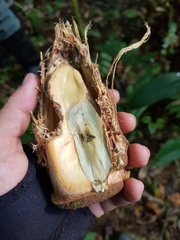 Couratari scottmorii