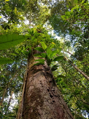 Couratari scottmorii