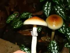 Psilocybe cubensis