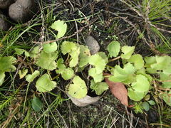 Centella cordifolia