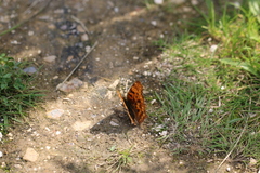 Polygonia c-album