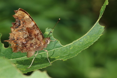Polygonia c-album