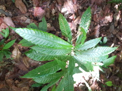 Couratari scottmorii