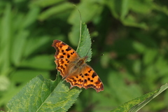 Polygonia c-album