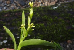 Epidendrum cardiophorum