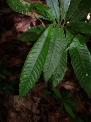 Couratari scottmorii