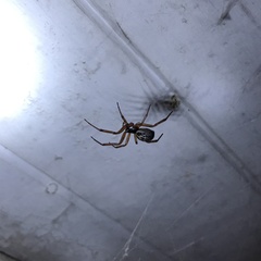 Steatoda nobilis