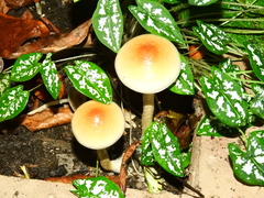 Psilocybe cubensis
