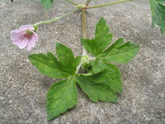 Geranium nepalense