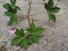 Geranium nepalense