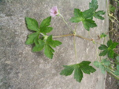 Geranium nepalense