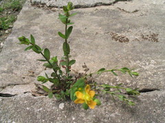 Hypericum japonicum