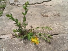 Hypericum japonicum