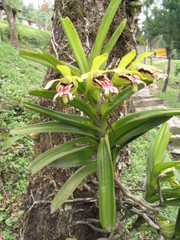 Vanda cristata