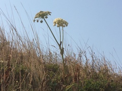 Angelica hendersonii