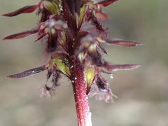 Genoplesium morrisii