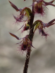Genoplesium morrisii