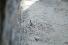 Cryptoblepharus renschi