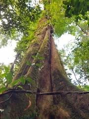 Anthodiscus chocoensis