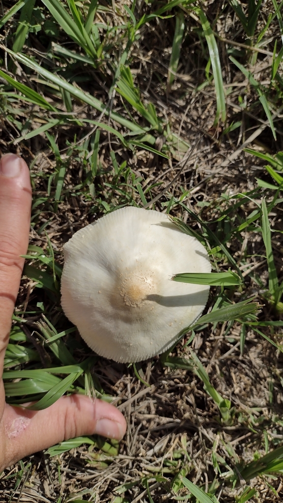 Chlorophyllum hortense · February 2021 · photo: © mariazeta (iNaturalist, cc-by)