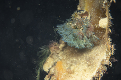 Virididentula dentata