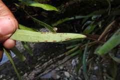 Polytaenium