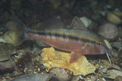 Black-Striped Goatfish photo 5