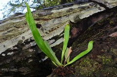 Polytaenium