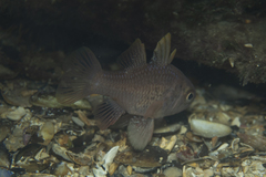 Vincentia conspersa