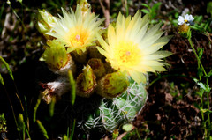 Parodia crassigibba