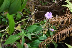 Ruellia breedlovei