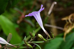 Ruellia breedlovei