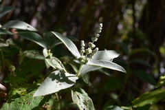 Buddleja crotonoides