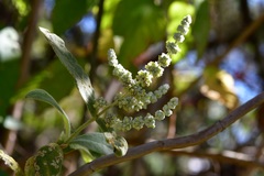 Buddleja crotonoides