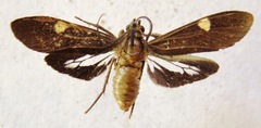 Aclytia heber