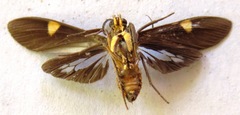 Aclytia heber